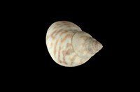 藏品(波紋玉黍螺)的圖片